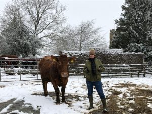 Read more about the article Happy cows