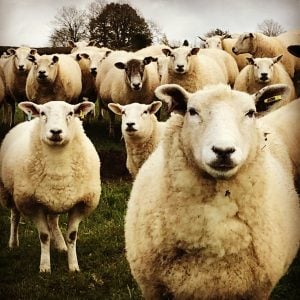Read more about the article Nose to tail