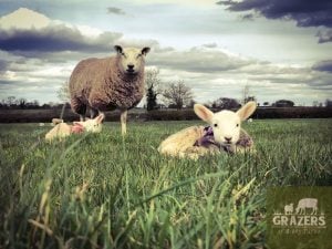 Read more about the article A Shepherd’s Eye
